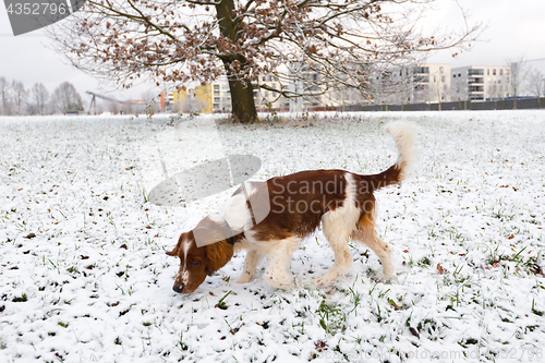 Image of Young Welsh Springer Spaniel in the snow