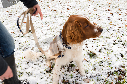 Image of Young Welsh Springer Spaniel in the snow