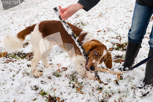 Image of Young Welsh Springer Spaniel in the snow