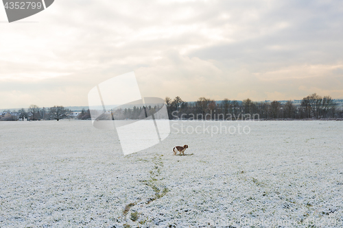 Image of Young Welsh Springer Spaniel in the snow