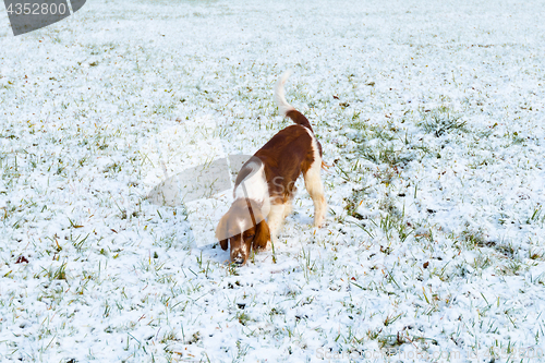 Image of Young Welsh Springer Spaniel in the snow