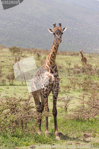 Image of Giraffe in Amboseli national park, Kenya.