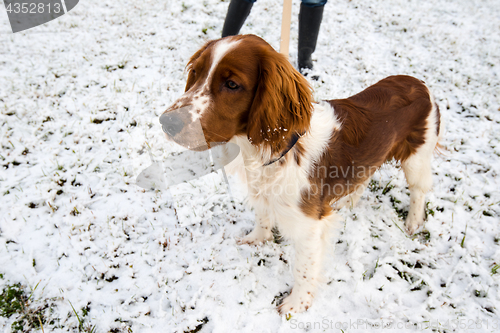 Image of Young Welsh Springer Spaniel in the snow