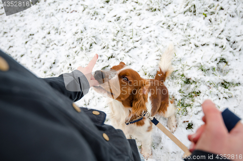 Image of Young Welsh Springer Spaniel in the snow