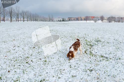 Image of Young Welsh Springer Spaniel in the snow