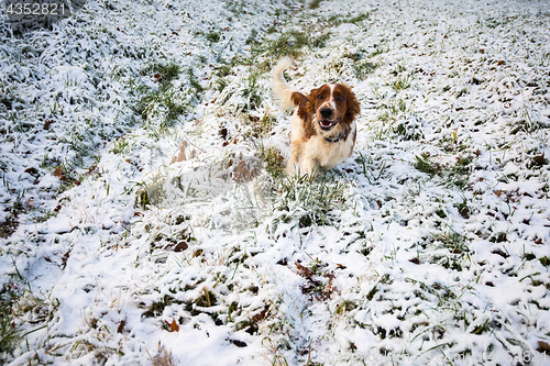 Image of Young Welsh Springer Spaniel in the snow