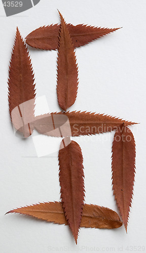 Image of Dollar symbol: alphabet and numbers with autumn brown red dry leaf on white background