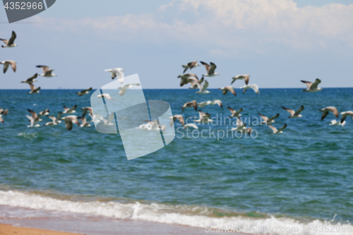 Image of Blurred view of flock of seagulls flying over sea at sun summer 