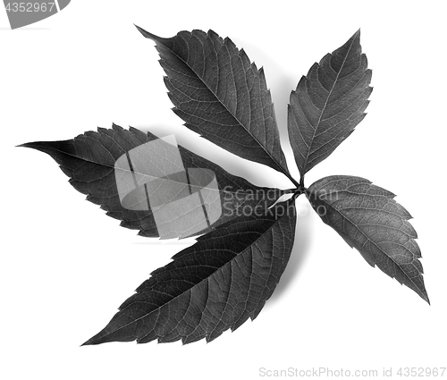 Image of Black and white grapes leaf