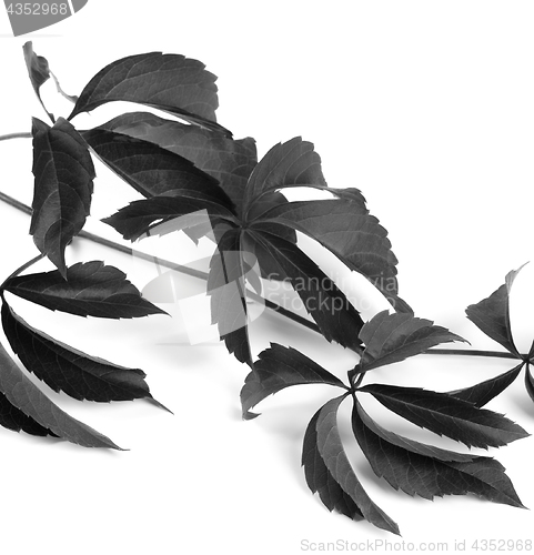 Image of Black and white branch of grapes leaves (Parthenocissus quinquef