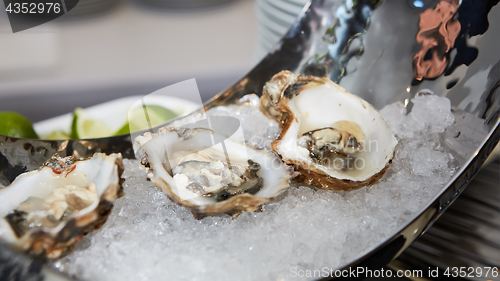 Image of Fresh Opened Oysters