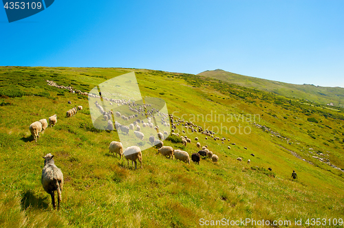 Image of Herd of sheeps in mountians