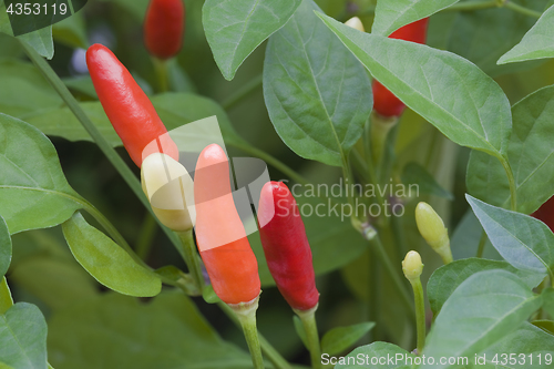 Image of Colorful Chilli Peppers