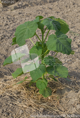 Image of One Paulownia Plant