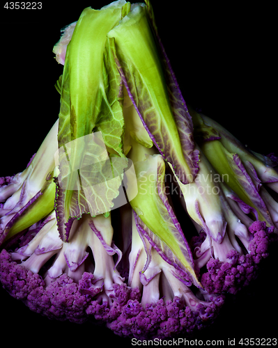 Image of Fresh Purple Cauliflower