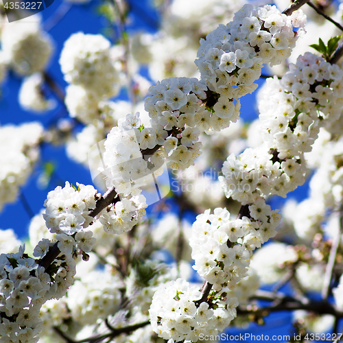 Image of Blossom Cherry Tree