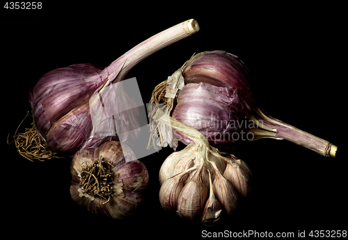 Image of Ripe Dried Garlic