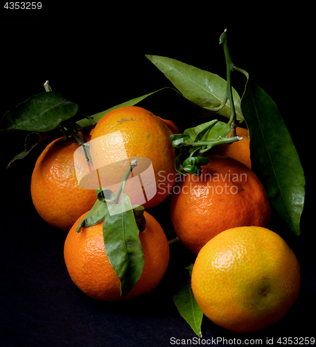 Image of Ripe Tangerines with Leafs