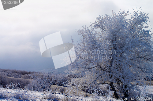 Image of Winter Frozen Tree