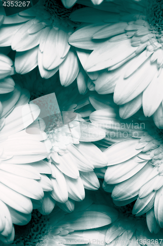 Image of Gerbera Petals Background