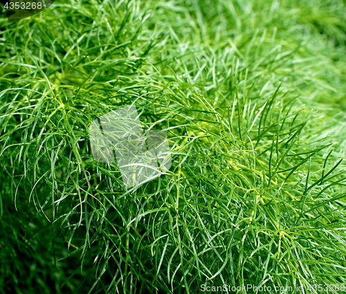 Image of Fluffy Dill Background