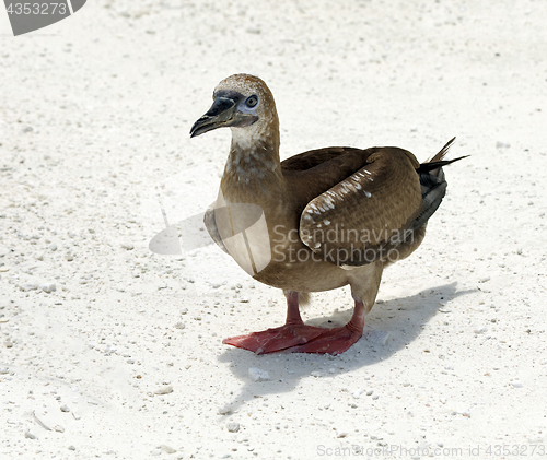 Image of Red-Footed Booby