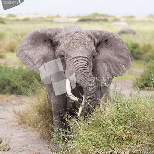 Image of Wild elephant in Amboseli National Park, Kenya.