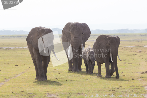 Image of Herd of wild elephants in Amboseli National Park, Kenya.