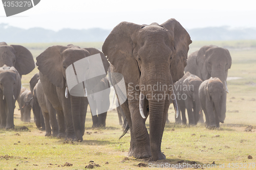 Image of Herd of wild elephants in Amboseli National Park, Kenya.