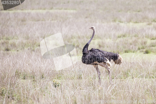Image of Wild ostrich in Ngorongoro crater, Tanzania.