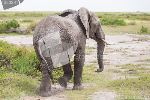 Image of Wild elephant in Amboseli National Park, Kenya.