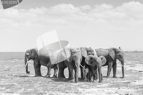 Image of Herd of wild elephants in Amboseli National Park, Kemya.