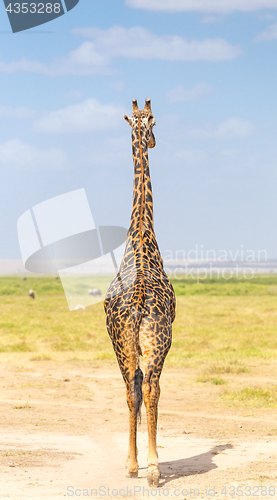 Image of Solitary giraffe in Amboseli national park, Kenya.