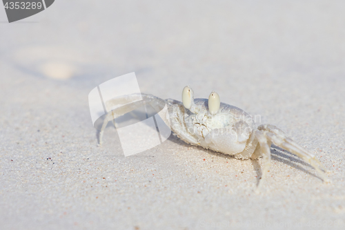 Image of Horned Ghost Crab, Ocypode ceratophthalmus on a snow white beach sand.