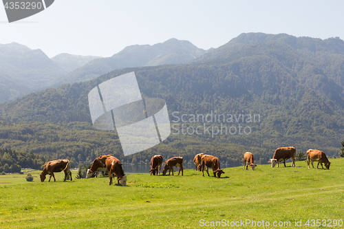 Image of Livestock on meadow abowe Bohinj lake in slovenian alps with mountains in the background.