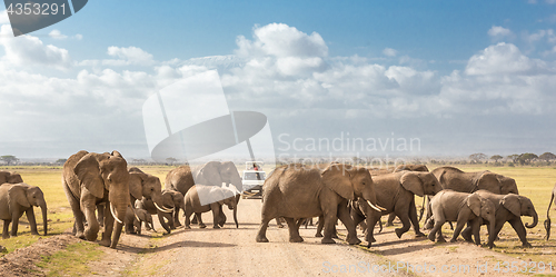 Image of Herd of big wild elephants crossing dirt roadi in Amboseli national park, Kenya.