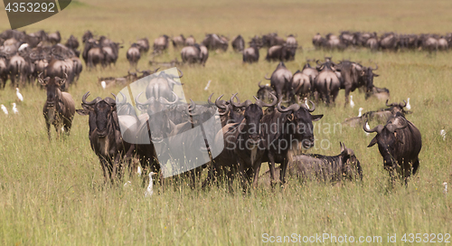 Image of Wildebeests grazing in Serengeti National Park in Tanzania, East Africa.