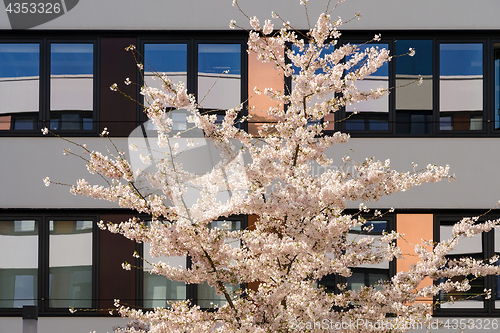 Image of Spring blooming apple tree in internal garden of modern office b