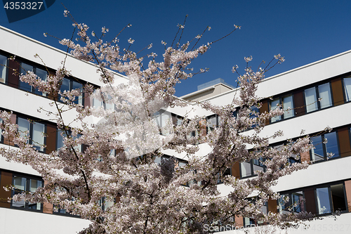 Image of Modern office building with spring flowering cherry tree
