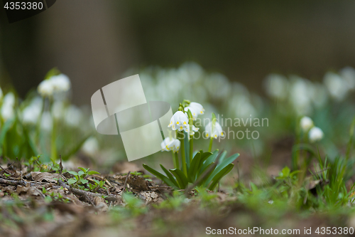 Image of early spring snowflake flowers in forest