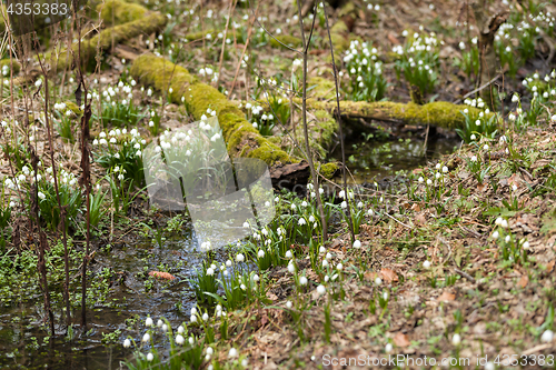 Image of early spring snowflake flowers in forest