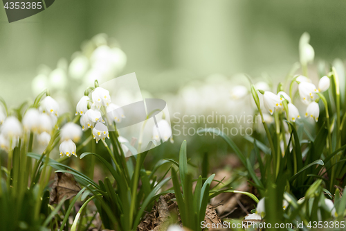 Image of early spring snowflake flowers in forest