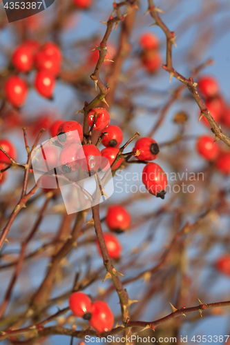 Image of Red berries of rose bush in winter