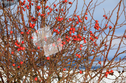 Image of Red berries of rose bush in winter