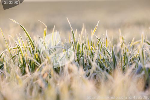Image of frost on the wheat