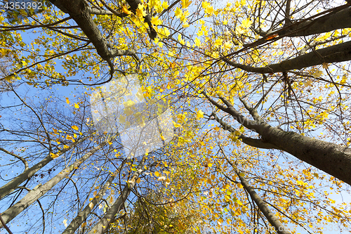 Image of yellowed maple trees in autumn