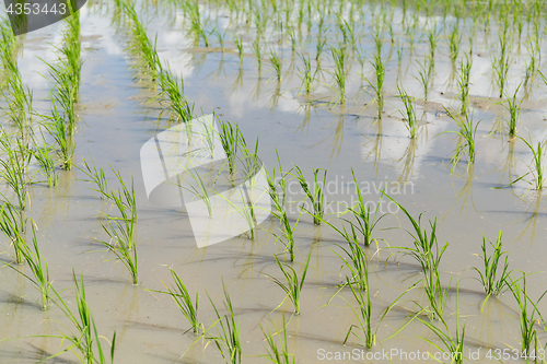 Image of Planting rice meadow