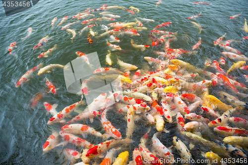 Image of Koi Carps Fish Japanese swimming