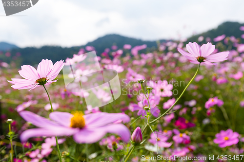 Image of Pink cosmos flowers garden