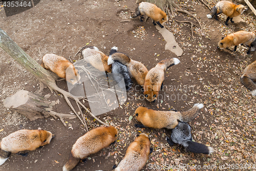 Image of Group of Lovely fox